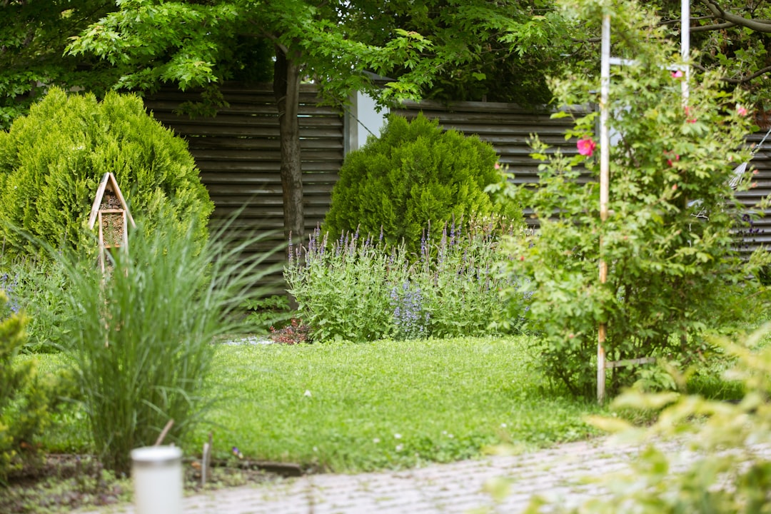 Lush green UK lawn with garden tools for scarifying and aerating