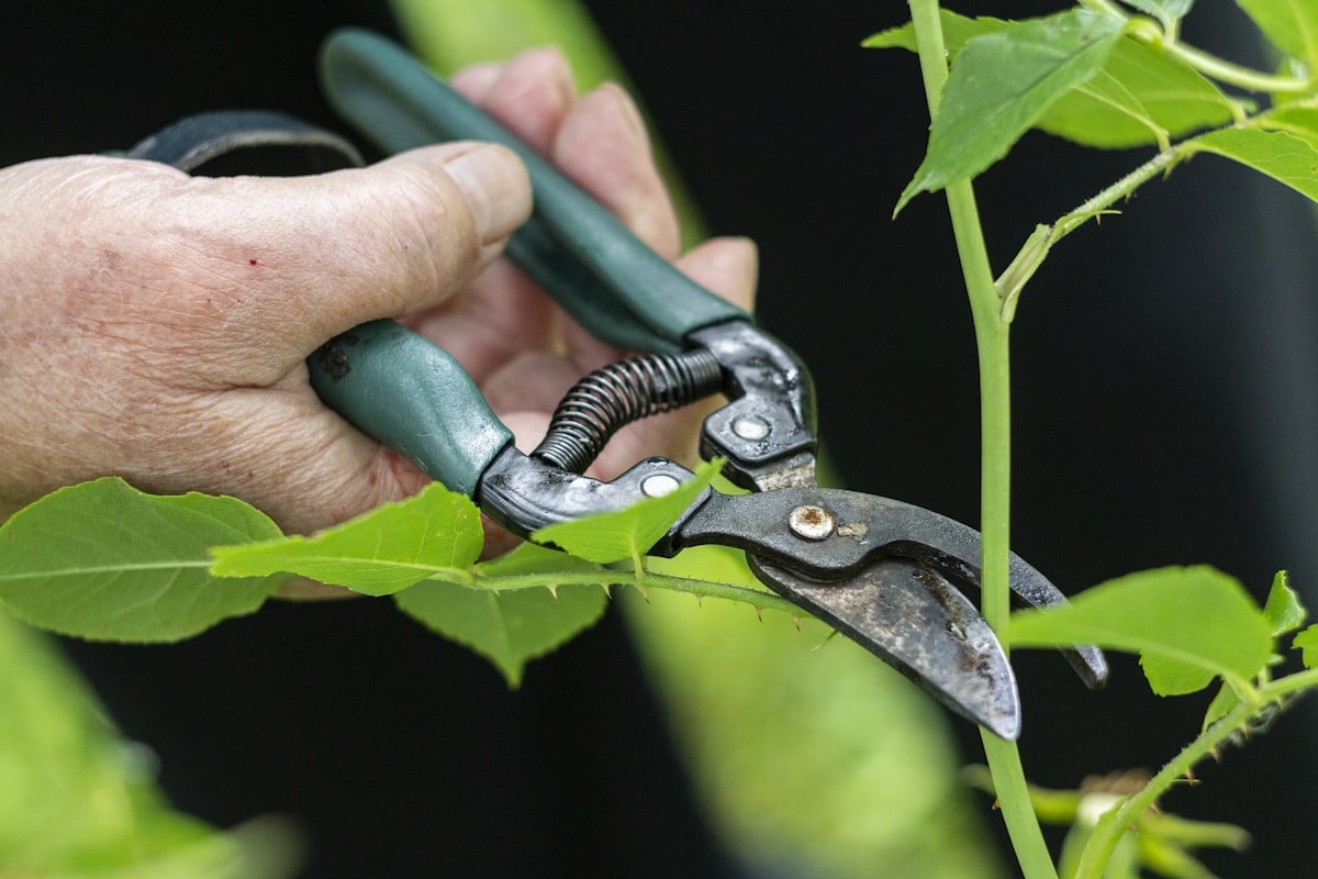 Anvil and bypass secateurs side by side on a wooden potting bench with pruning cuttings