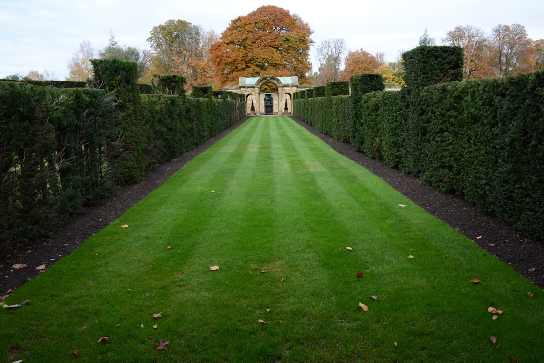 Autumn Lawn Renovation: Scarify, Aerate & Overseed