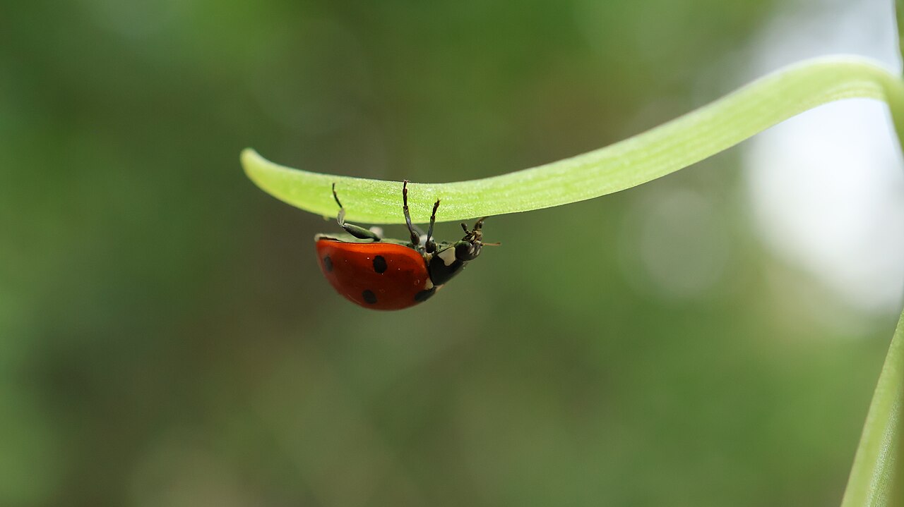 A ladybird resting on a green leaf in a UK garden
