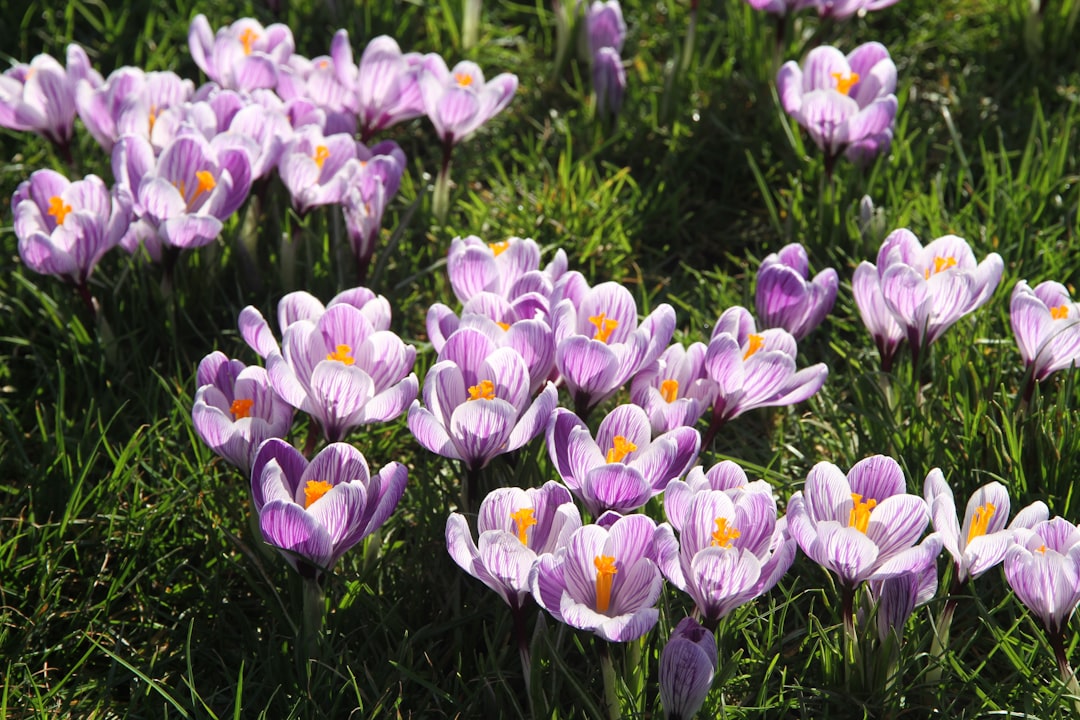 Purple crocus flowers blooming in a garden, a classic autumn-flowering bulb