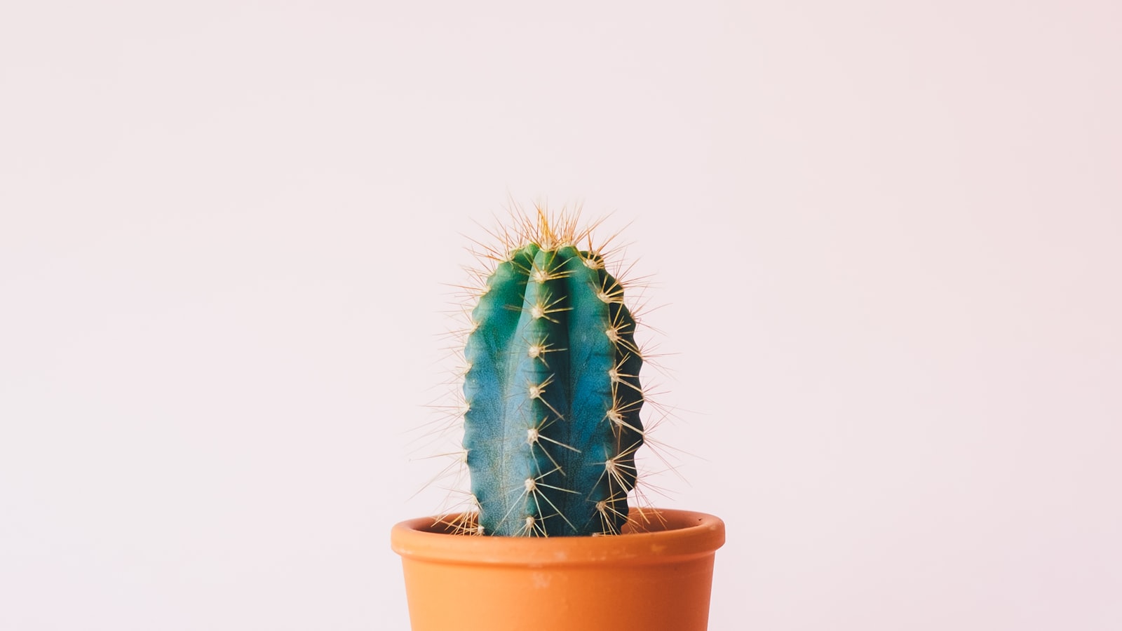 Collection of beginner houseplants on a windowsill