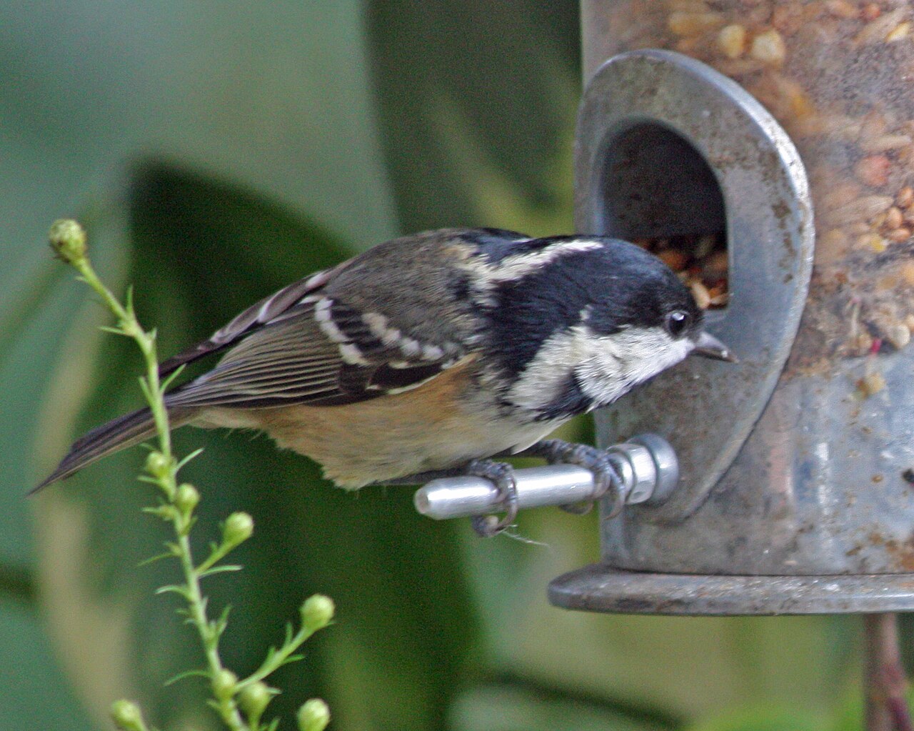 A coal tit perched on a bird feeder in a UK garden, ready to feed on seeds