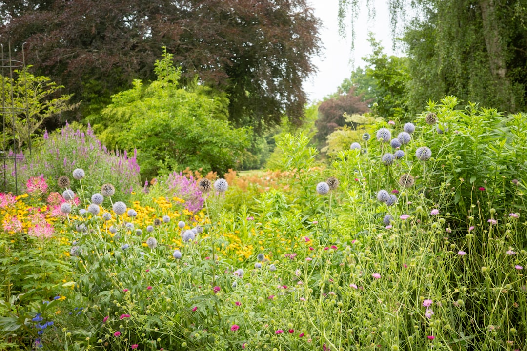 Colourful garden border with mixed perennials and shrubs