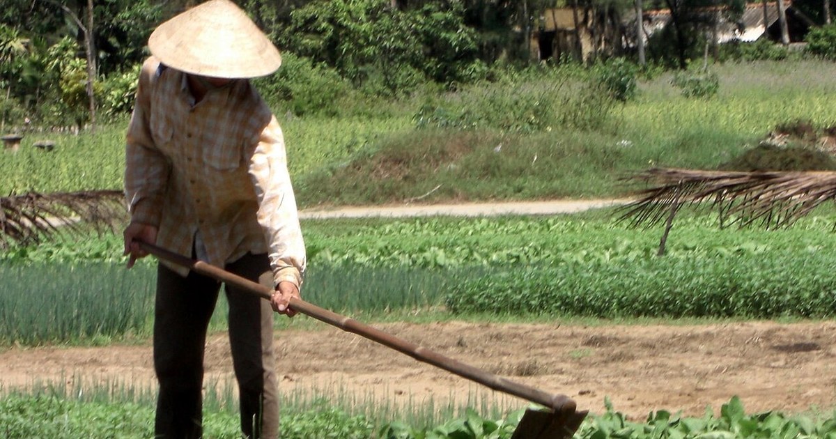 Gardener using a long-handled hoe to weed a vegetable garden bed in the UK