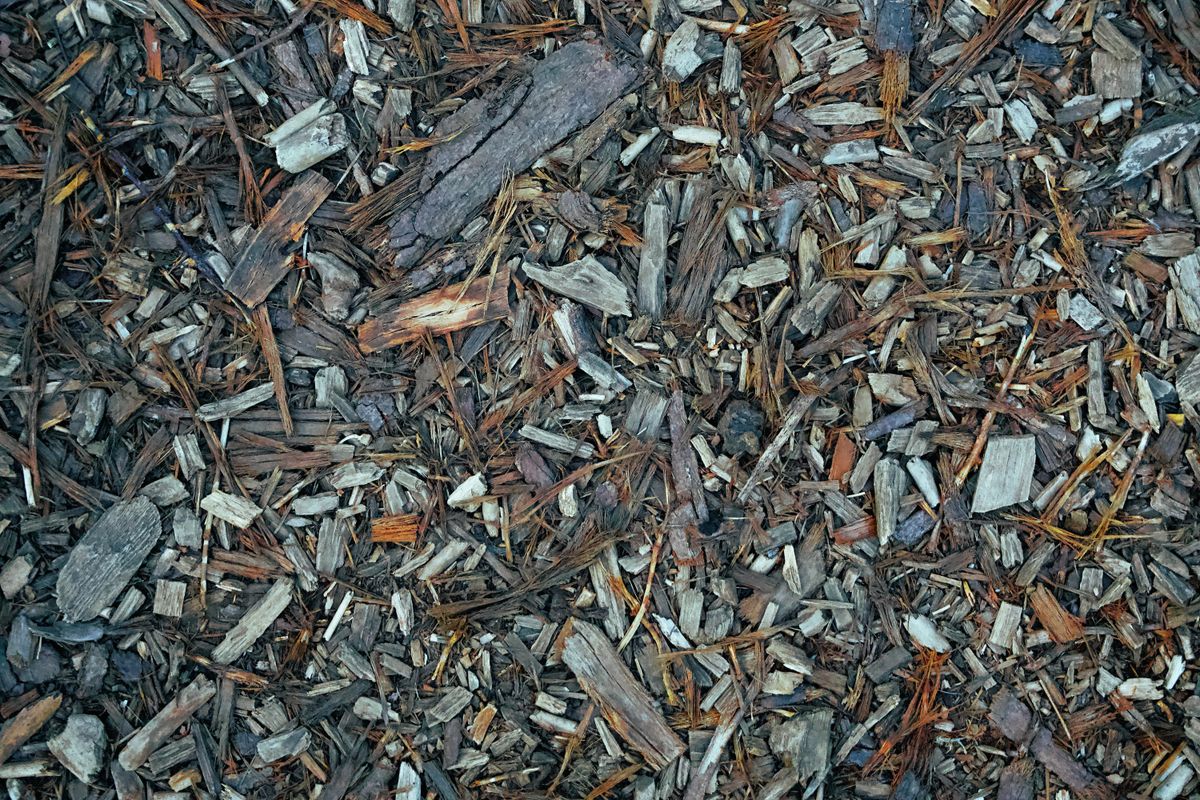 Fresh wood chips from a garden shredder, ready to mulch beds and borders in a UK garden