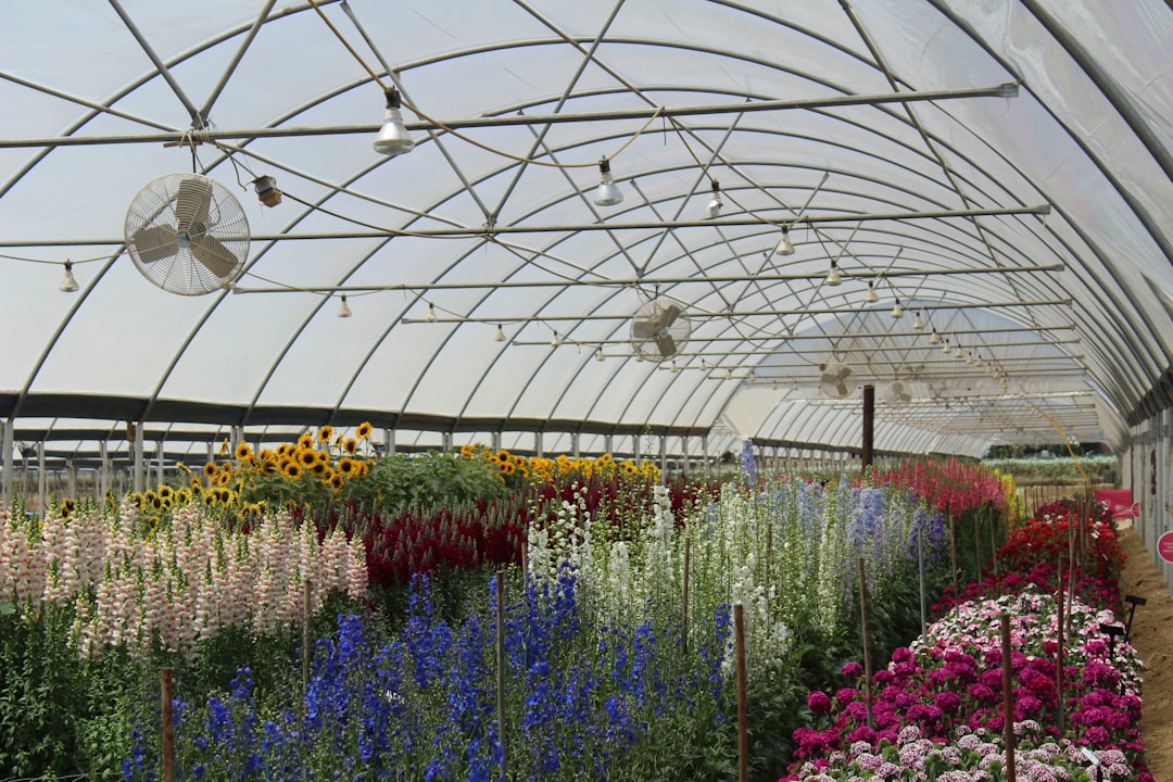 Greenhouse staging shelves holding seed trays and plants