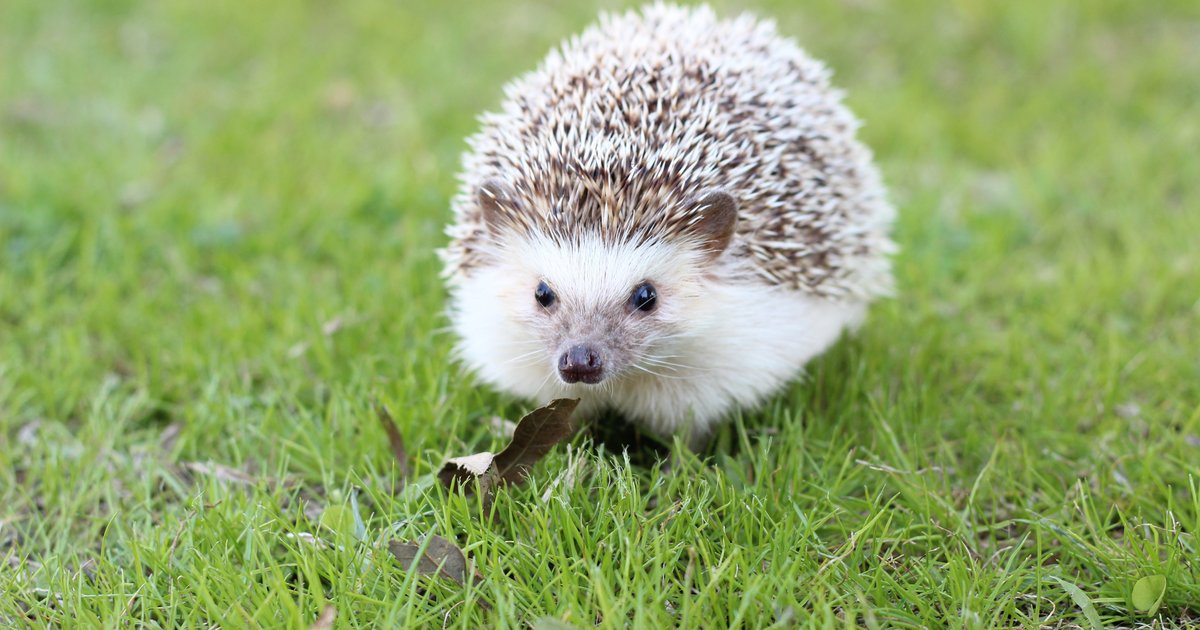 A hedgehog walking through grass in a UK garden, the perfect place for a hedgehog house