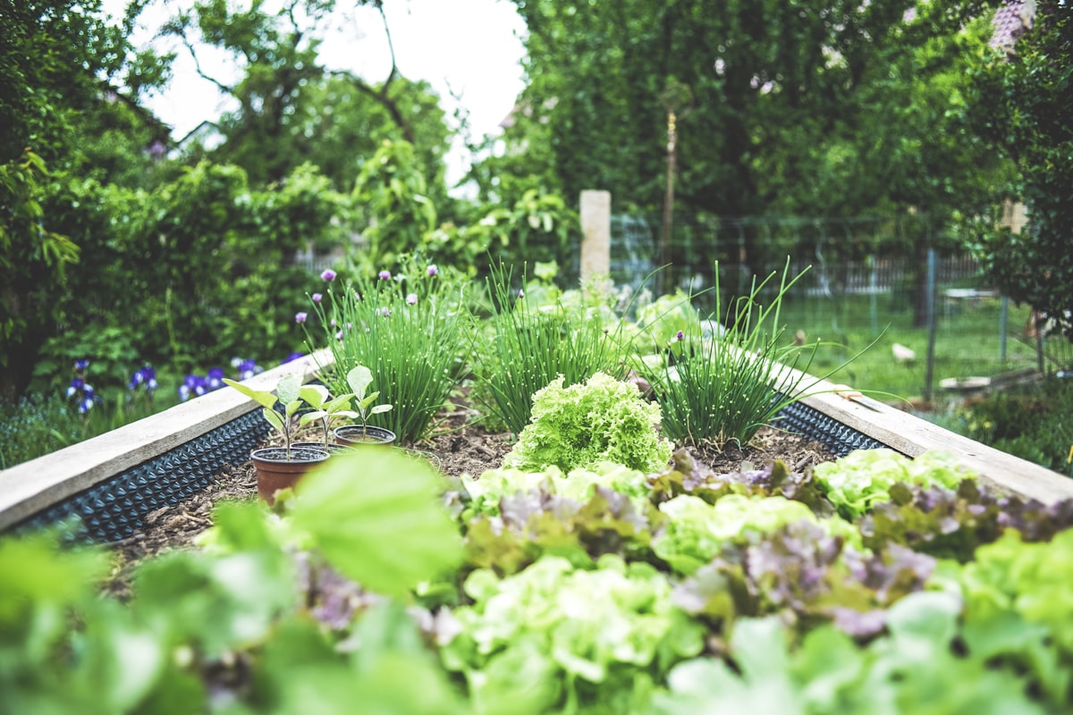 Fresh herb seedlings growing in a raised bed, ready to be picked for cooking