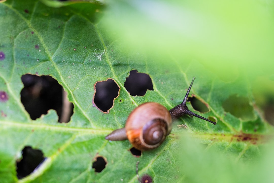 Best slug barriers for UK vegetable gardens