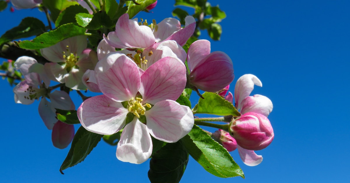 Flowering crab apple tree in a UK garden border