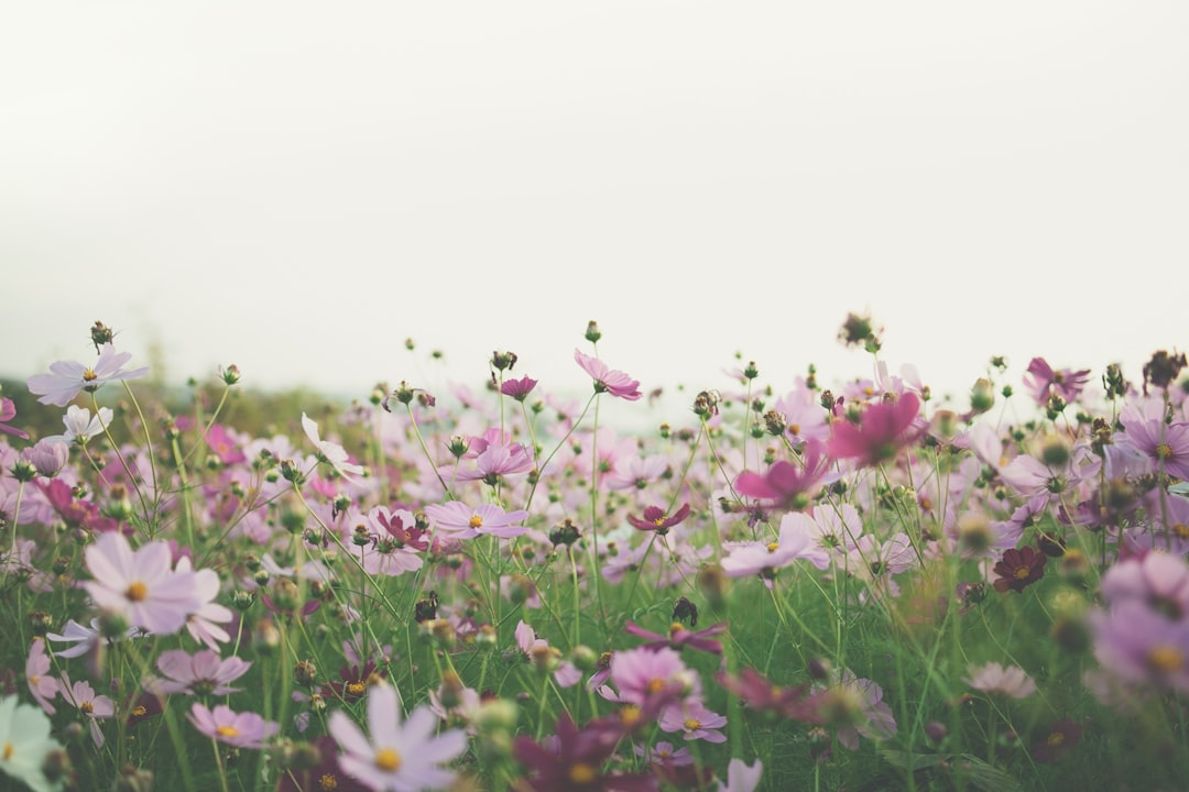 Wildflower meadow in bloom