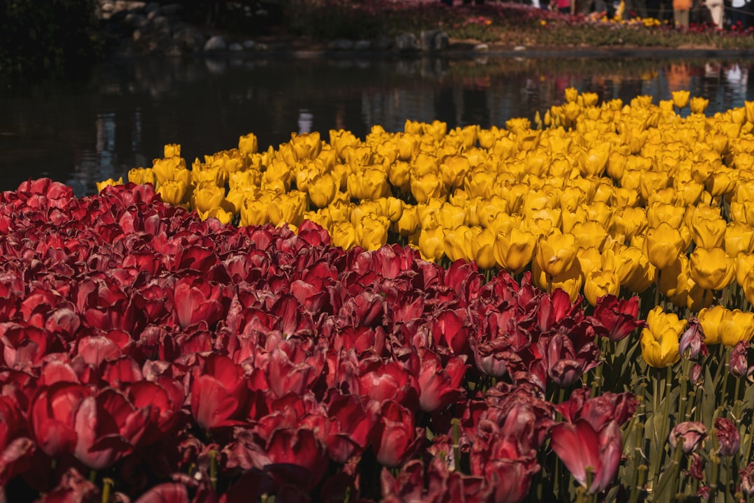 Best Winter Flowering Plants UK