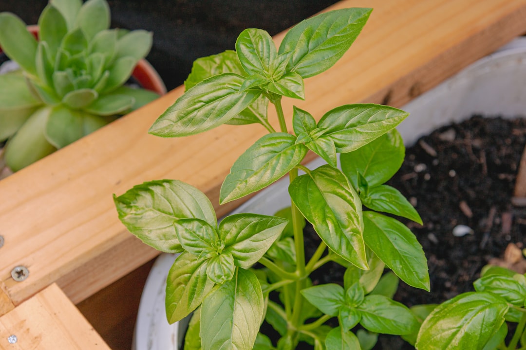 Growing Herbs: 7 Questions Answered (UK)