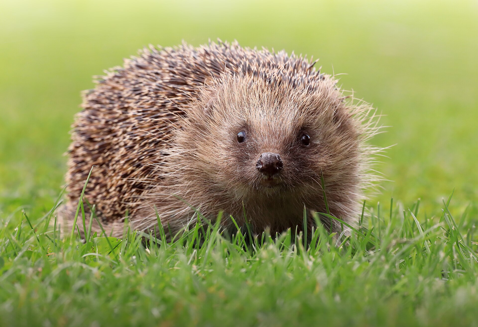European hedgehog foraging in a UK garden, a natural predator of slugs and snails