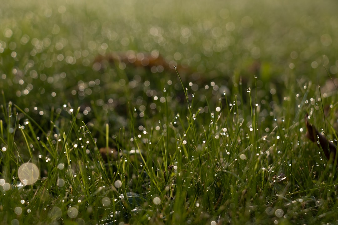 Compost grass clippings fast in a UK raised bed