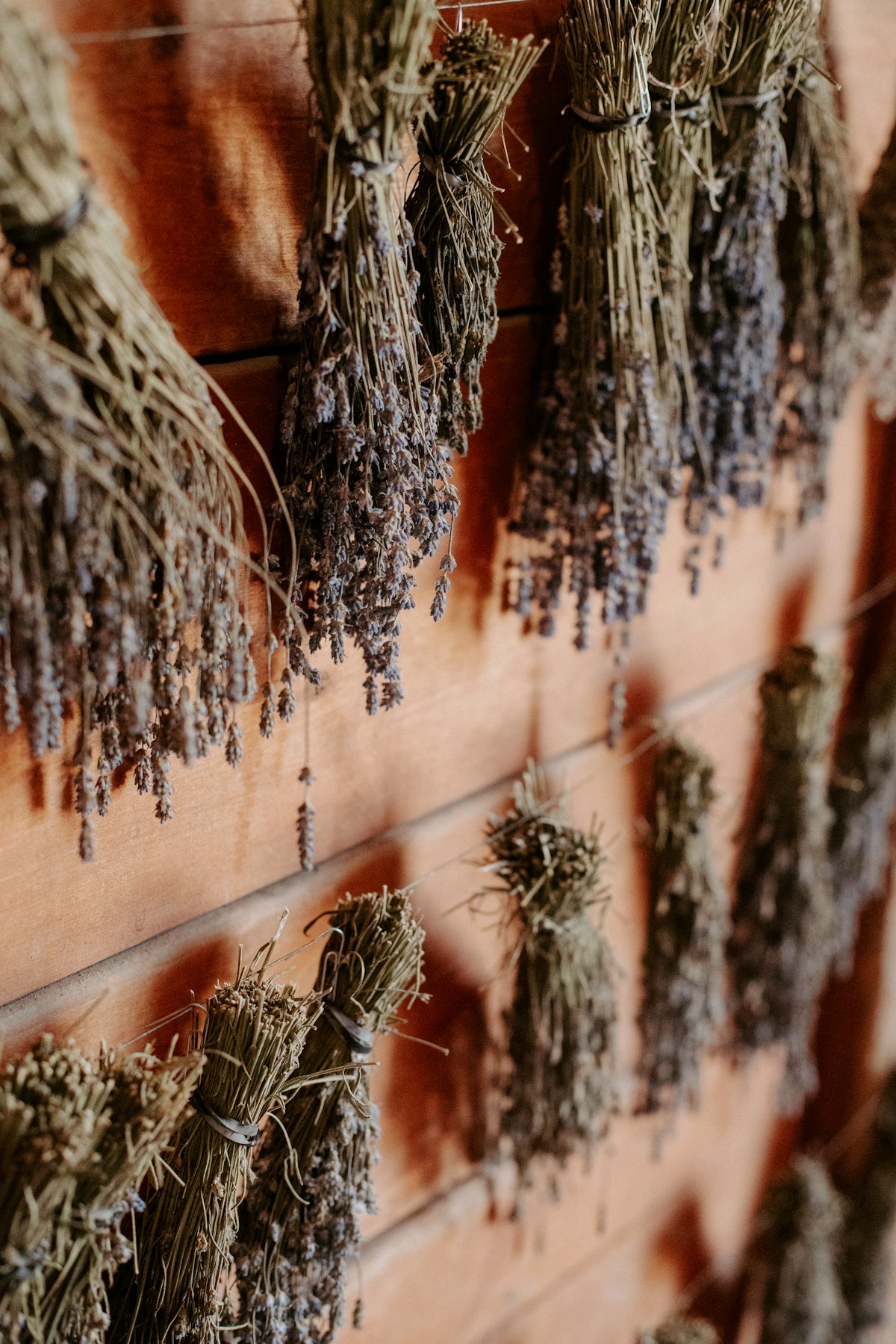 Bundles of dried herbs hanging upside down in a traditional air drying setup