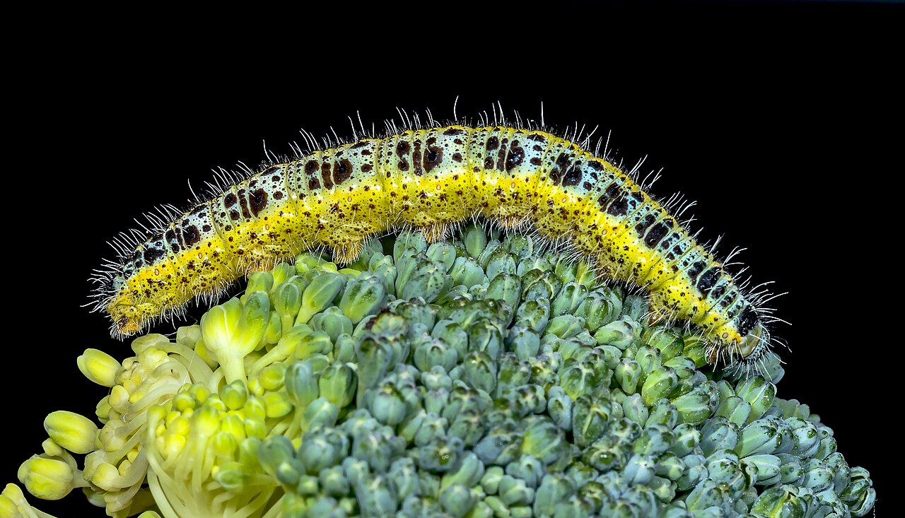 Cabbage white caterpillars feeding on a brassica leaf in a UK garden