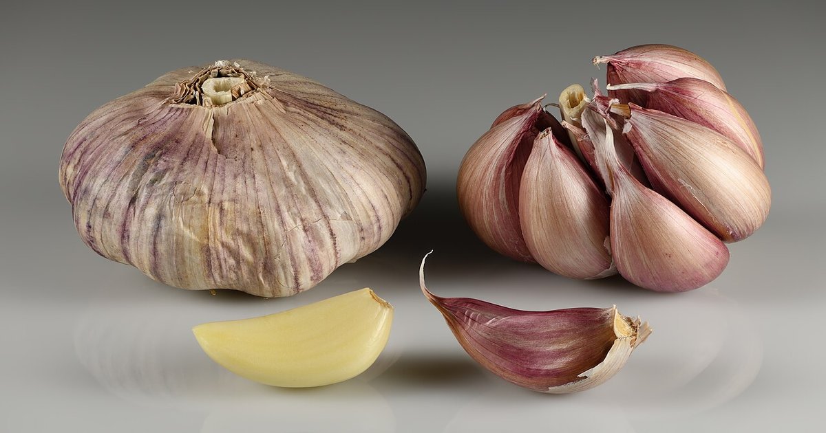 Garlic bulbs and cloves on a dark surface, one bulb split open showing the cloves ready for UK autumn planting