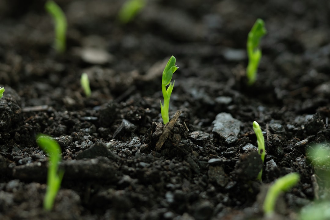 How to Grow Microgreens on a Windowsill