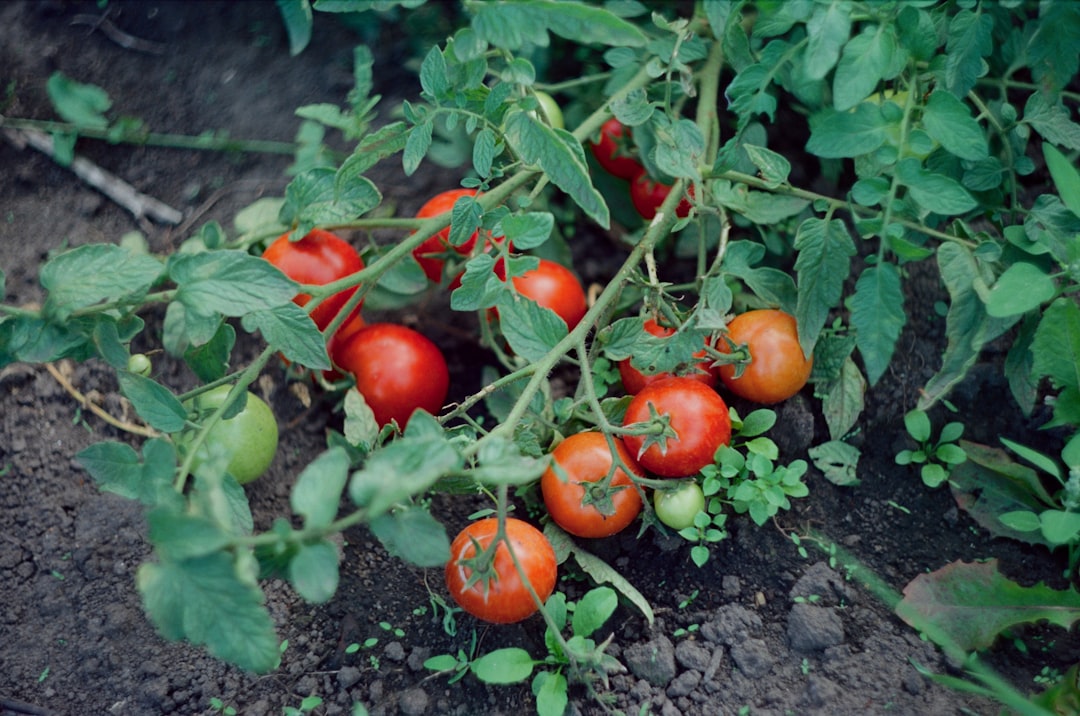 Fresh tomato sliced showing seeds ready for sowing