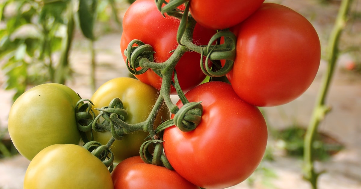 Ripe red tomatoes growing in terracotta pots on a sunny patio