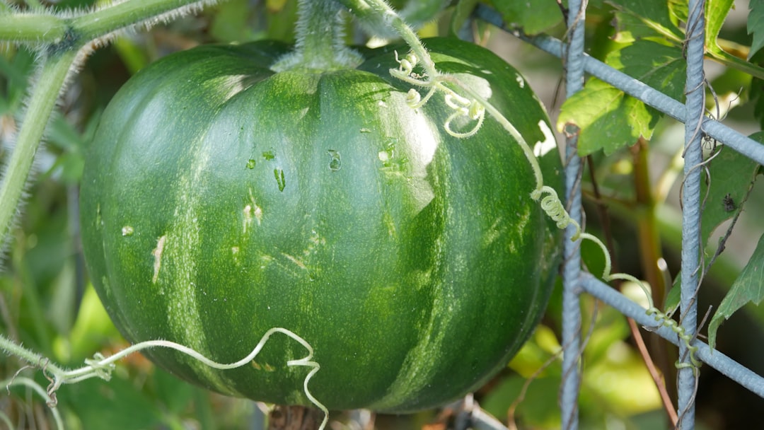 How to Plant Sweet Potato Slips in a Bucket (UK)