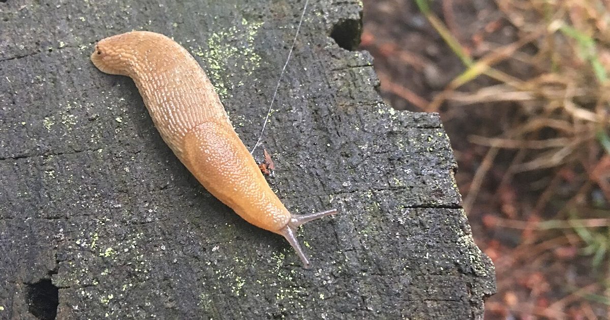 Garden slug on weathered wood with soil and plant debris in the background