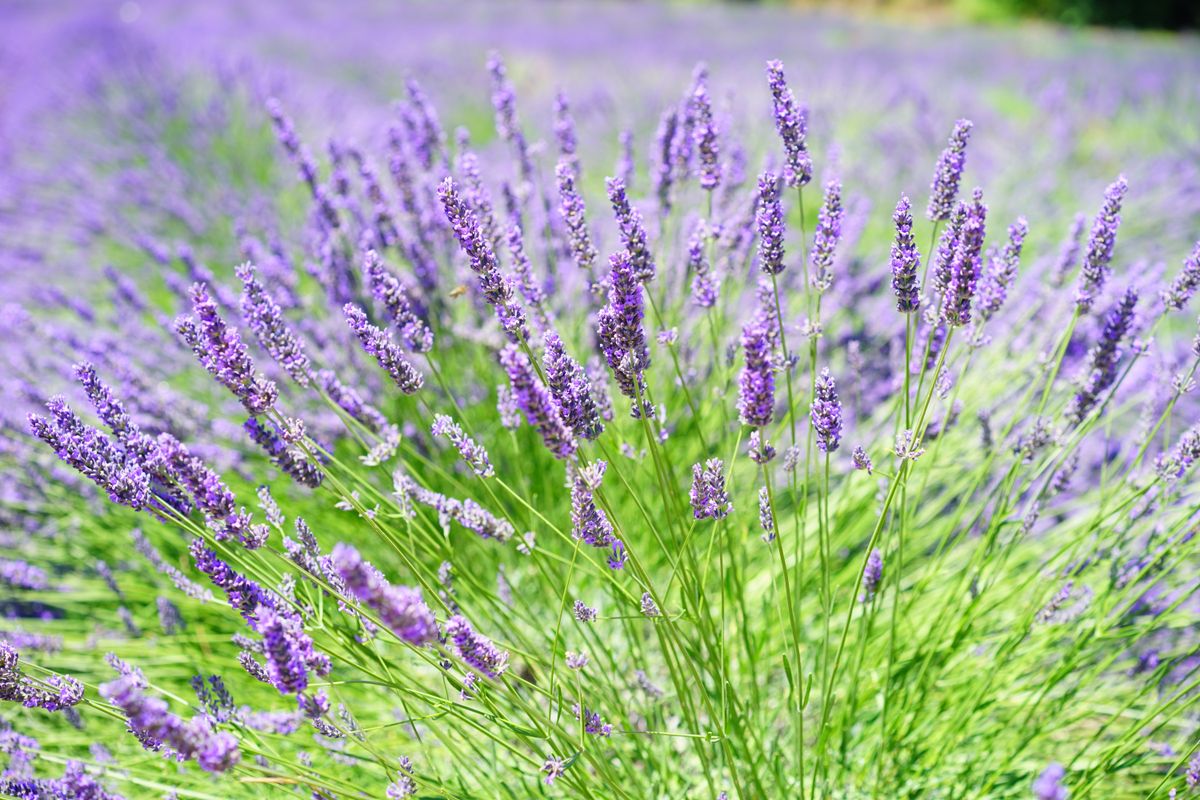 Close up of lavender flowers in full bloom in a sunny UK garden
